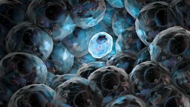 Учёные научились превращать клетки в стволовые с помощью антител