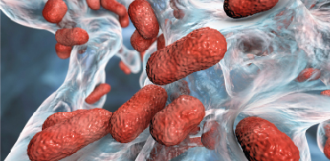 Как штаммы Acinetobacter baumannii сохраняют жизнеспособность в условиях обезвоживания?