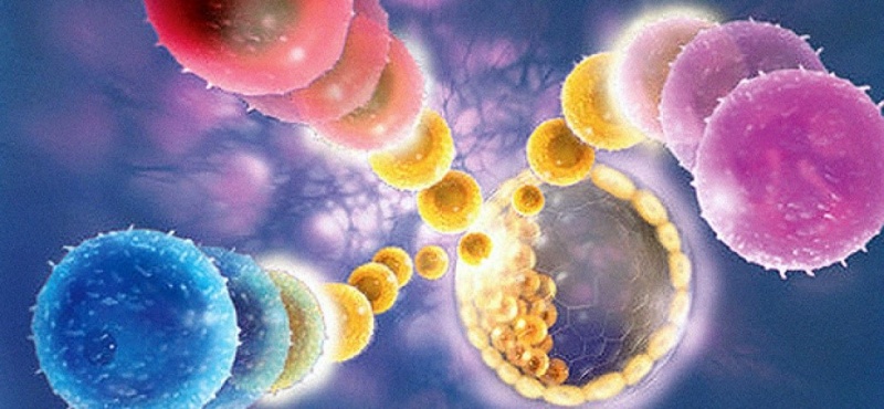 Тромбоциты, выращенные из стволовых клеток, могут снизить зависимость от донорских тромбоцитов