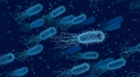 Исследователи разрабатывают новую терапию для борьбы с устойчивыми к антибиотикам “супербактериями”