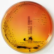 SS Agar - Агар для селективного выделения Salmonella и Shigella