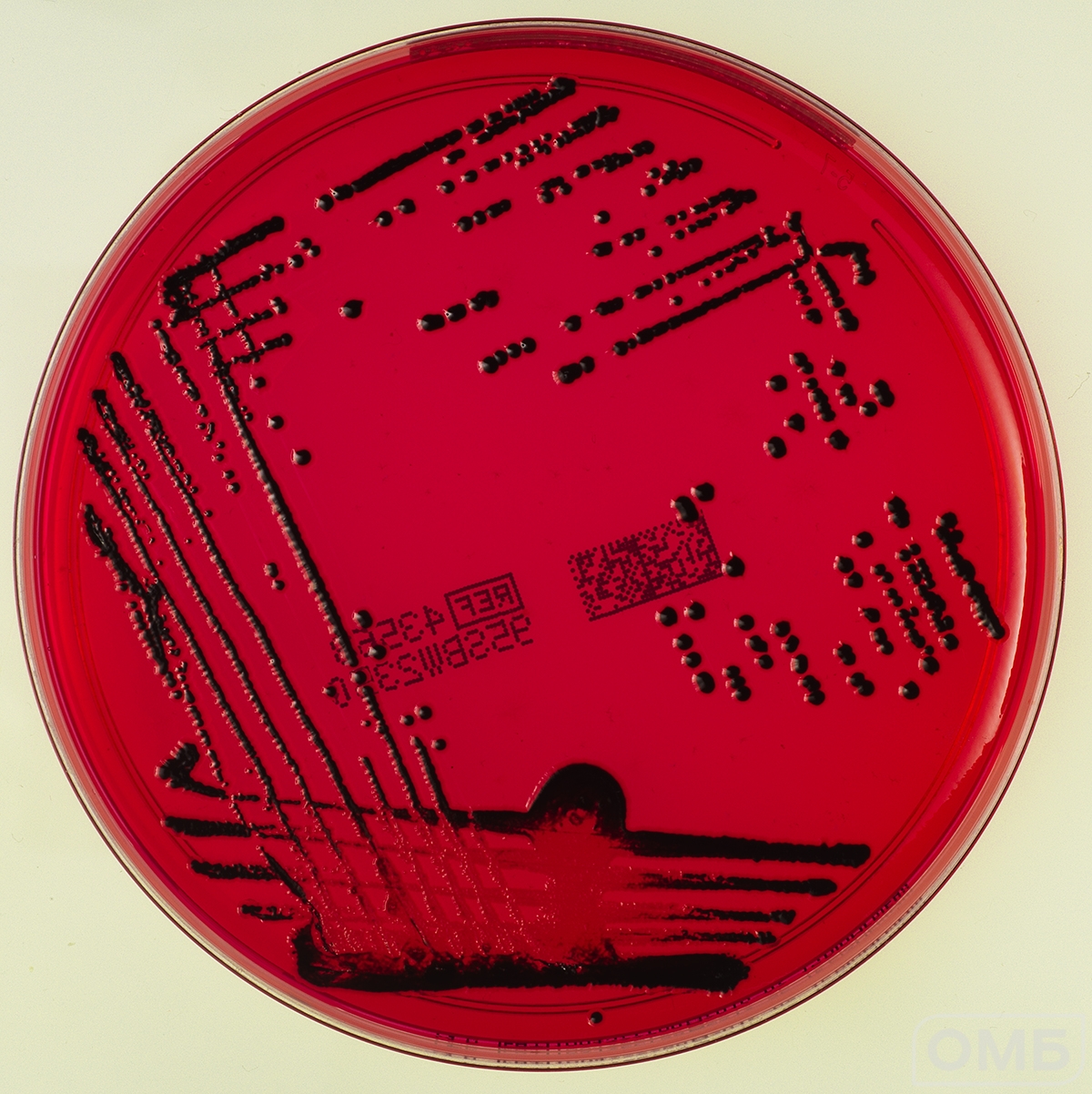 XLD Agar - Агар для селективного выделения Salmonella и Shigella 0