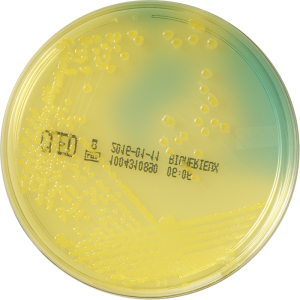 CLED Аgar - Агар для выделения   микроорганизмов из мочевого тракта