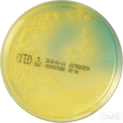 CLED Аgar - Агар для выделения   микроорганизмов из мочевого тракта