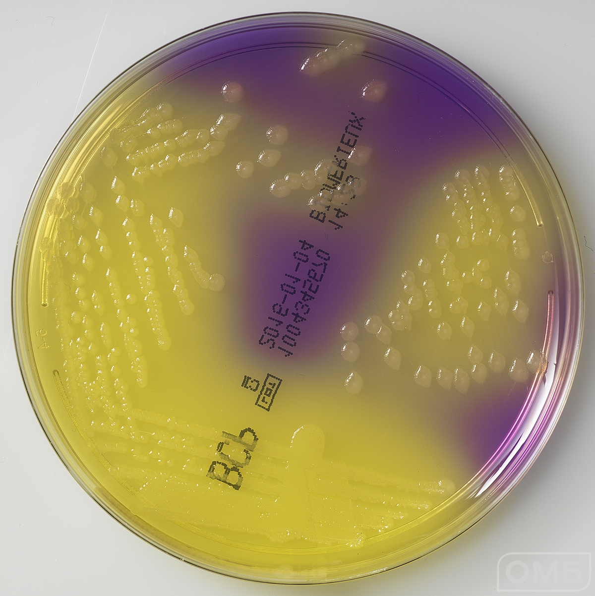 BCP Agar - Лактозный агар с бромкрезоловым пурпурным 0