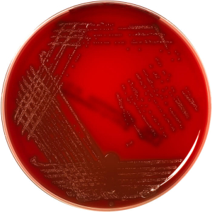 Columbia agar+5% sheep blood - Колумбийский агар + 5 % бараньей крови