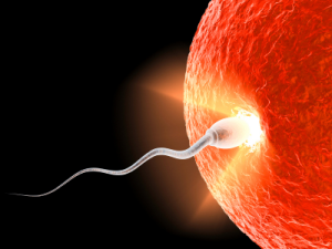 Неизвестные структуры обнаружены на концевых участках сперматозоидов