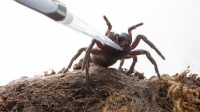 Белок, выделенный из яда пауков, обладает нейропротективным действием
