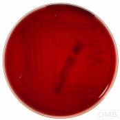Campylosel Agar - Агар для селективного выделения бактерий рода Campylobacter