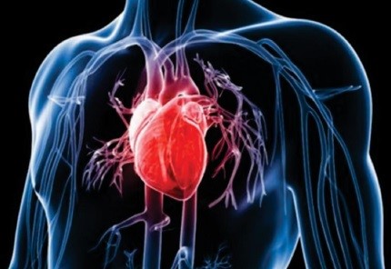 Низкий уровень фосфата сыворотки связан с риском сердечного приступа