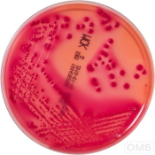 Mac Conkey Agar - МакКонки агар