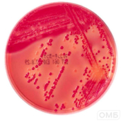 Mac Сonkey agar without crystal violet - МакКонки агар без кристаллического фиолетового