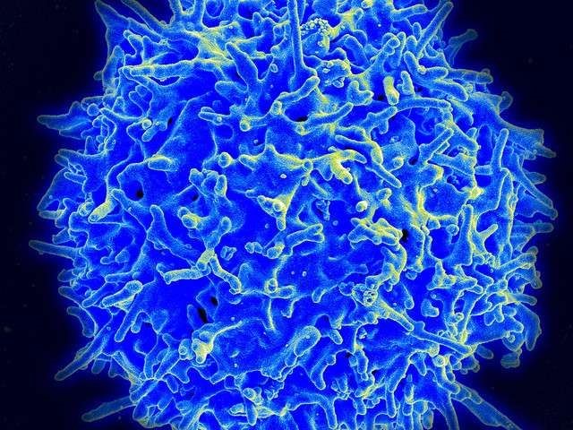 Для эффективной иммунотерапии рака необходимы Т-хелперы
