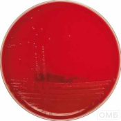 Агар Шедлера с неомицином, ванкомицином и 5-% бараньей кровью