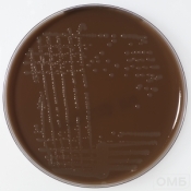 Chocolate agar + PolyViteX - Шоколадный агар со смесью факторов роста PolyViteX