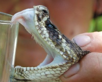 Нейротоксин яда гремучих змей Crotalus durissus terrificus как средство против развития тромбозов.