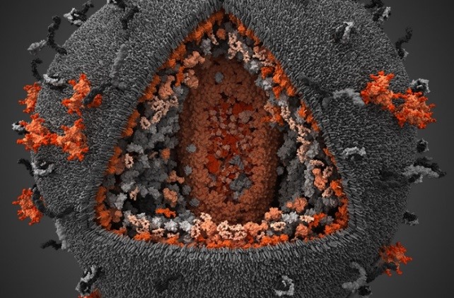 Генномодифицированные клетки формируют иммунитет к ВИЧ