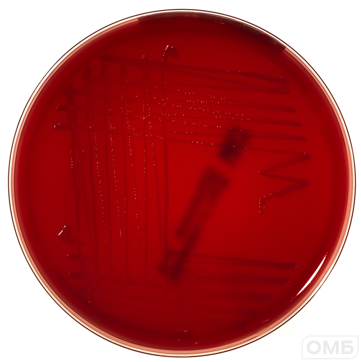 Campylosel Agar - Агар для селективного выделения бактерий рода Campylobacter 0