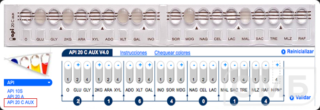 api 20 C AUX - Набор для идентификации грибов 1