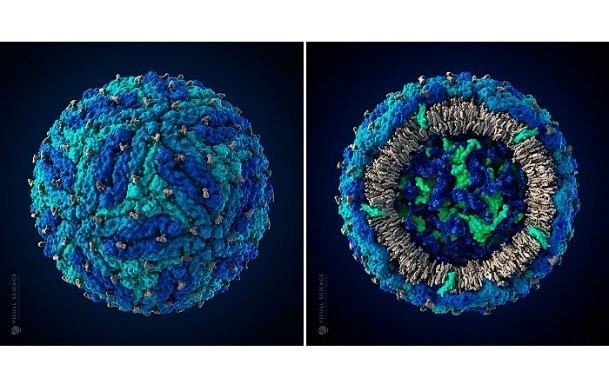 Единичная мутация в белке prM вируса Зика вызывает микроцефалию плода