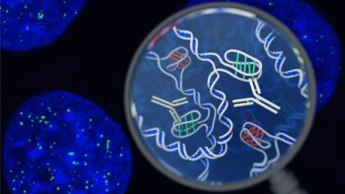 В живых клетках обнаружена ДНК, имеющая абсолютно новую структуру