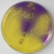 BCP Agar - Лактозный агар с бромкрезоловым пурпурным