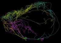 Необычные нейроны