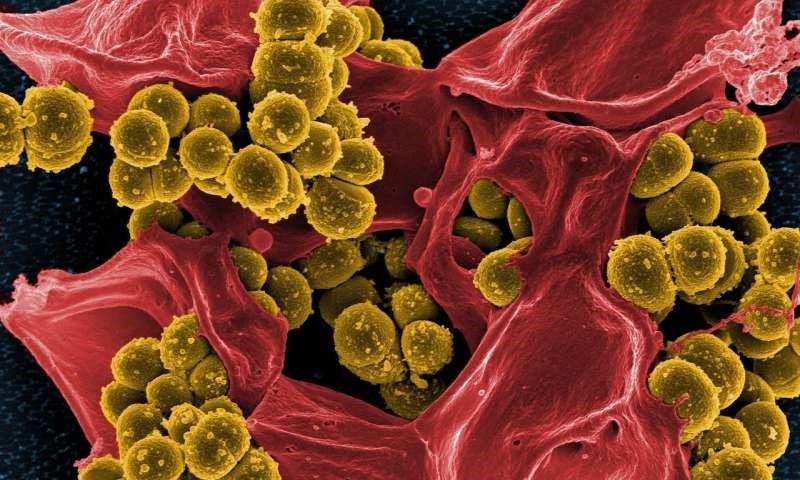 Исследователи раскрывают стратегию маскировки мультирезистентных бактерий