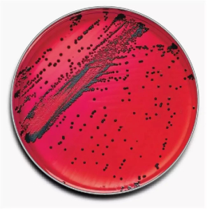 XLD aga - Агар для селективного выделения бактерий Salmonella и Shigella 500 г./уп.