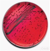 XLD aga - Агар для селективного выделения бактерий Salmonella и Shigella 500 г./уп.