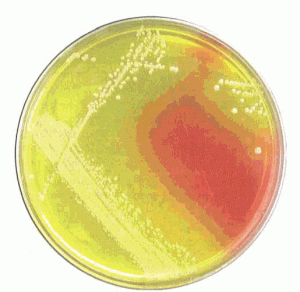 Солевой агар с маннитом (агар Чапмана агар)(Mannitol salt agar)(500 г.)