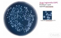Legionella GVPC agar - Агар для селективного выделения Legionella