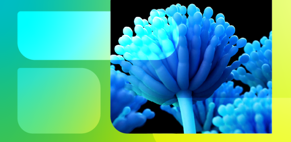 Оценка активности триазолов в отношении видов Aspergillus, вызывающих инвазивные инфекции