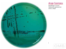 Hektoen agar - Агар для селективного выделения Salmonella и Shigella