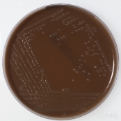 Haemophilus Chocolate 2 agar  - Шоколадный агар для селективного выделения Haemophilus