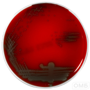Columbia  ANC agar+ 5% sheep blood (CNА) - Колумбийский агар+ со смесью для селективного выделения грамположительных бактерий + 5%  бараньей крови