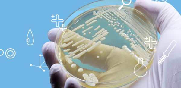 Идентификация и устойчивость к антимикробным препаратам Candida auris