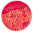 Mac Сonkey agar without crystal violet - МакКонки агар без кристаллического фиолетового 0