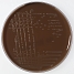 Chocolate agar + PolyViteX - Шоколадный агар со смесью факторов роста PolyViteX 0